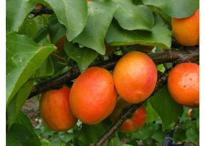 Prunus Armeniaca Ceglédi Piroska / Ceglédi Piroska kajszi